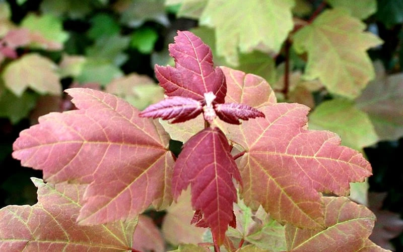 Summer Red Maple Tree - 2 Gallon Pot 5 Summer Red Maple Tree - 2 Gallon Pot - Image 5