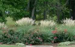 Adagio Dwarf Maiden Grass - Miscanthus Sinensis - 3 Gallon Pot -Garden Wisp Sales Store Miscanthus Adagio 1 1