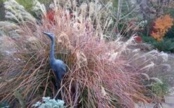 Adagio Dwarf Maiden Grass - Miscanthus Sinensis - 3 Gallon Pot -Garden Wisp Sales Store Miscanthus Adagio Fall Foliage Color 1