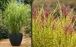 Gold Breeze Zebra Grass (Miscanthus) - 1 Gallon Pot -Garden Wisp Sales Store Miscanthus Gold Breeze Flowers