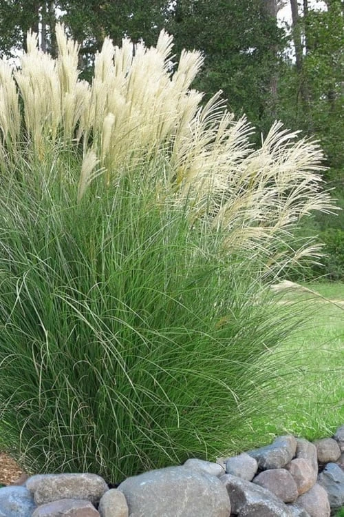 Maiden Grass - Miscanthus Sinensis 'Gracillimus' - 6 Pack Of 1 Gallon Pots 1 Maiden Grass - Miscanthus Sinensis 'Gracillimus' - 6 Pack Of 1 Gallon Pots