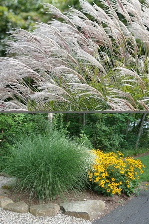 Maiden Grass - Miscanthus Sinensis 'Gracillimus' - 6 Pack Of 1 Gallon Pots 4 Maiden Grass - Miscanthus Sinensis 'Gracillimus' - 6 Pack Of 1 Gallon Pots - Image 4