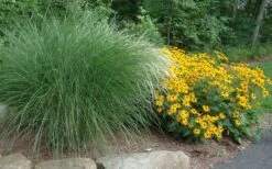 Maiden Grass - Miscanthus Sinensis 'Gracillimus' - 6 Pack Of 1 Gallon Pots 13 Maiden Grass - Miscanthus Sinensis 'Gracillimus' - 6 Pack Of 1 Gallon Pots -Garden Wisp Sales Store Miscanthus Gracillimus With Rudbeckia