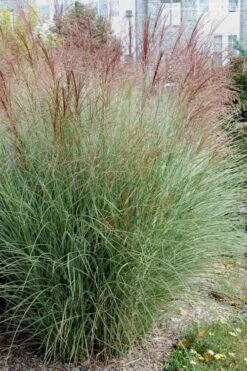 Morning Light Maiden Grass - Miscanthus Sinensis - 1 Gallon Pot -Garden Wisp Sales Store Miscanthus Morning Light 1 2