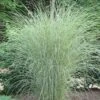 Morning Light Maiden Grass - Miscanthus Sinensis - 3 Gallon Pot