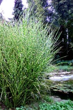Porcupine Zebra Grass (Miscanthus Sinensis 'Strictus') - 3 Gallon Pot -Garden Wisp Sales Store Miscanthus Porcupine Grass 14