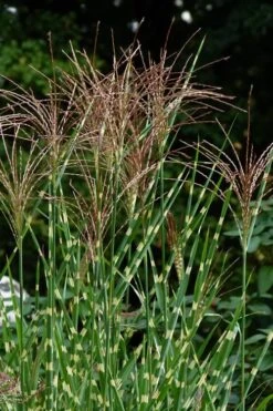 Porcupine Zebra Grass (Miscanthus Sinensis 'Strictus') - 3 Gallon Pot -Garden Wisp Sales Store Miscanthus Porcupine Grass 5