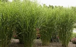 Porcupine Zebra Grass (Miscanthus Sinensis 'Strictus') - 3 Gallon Pot -Garden Wisp Sales Store Miscanthus Porcupine Grass 8