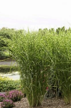 Porcupine Zebra Grass (Miscanthus Sinensis 'Strictus') - 3 Gallon Pot -Garden Wisp Sales Store Miscanthus Porcupine Grass 9