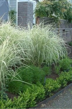 Variegated Maiden Grass - Miscanthus Sinensis 'Variegatus' - 1 Gallon Pot -Garden Wisp Sales Store Miscanthus Variegated 3 2