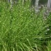 Zebra Grass - Miscanthus Sinensis 'Zebrinus' - 6 Pack Of 1 Gallon Pots