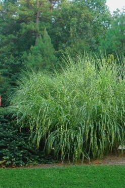 Zebra Grass - Miscanthus Sinensis 'Zebrinus' - 6 Pack Of 1 Gallon Pots 11 Zebra Grass - Miscanthus Sinensis 'Zebrinus' - 6 Pack Of 1 Gallon Pots -Garden Wisp Sales Store Miscanthus Zebra Grass 14 2