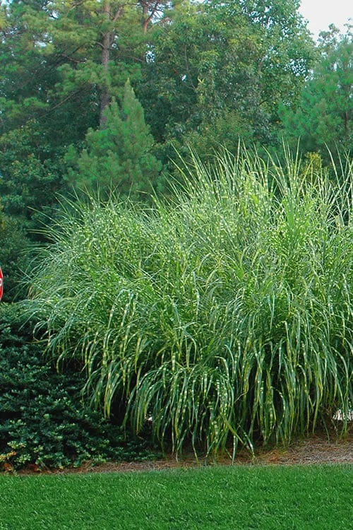 Zebra Grass - Miscanthus Sinensis 'Zebrinus' - 3 Gallon Pot 5 Zebra Grass - Miscanthus Sinensis 'Zebrinus' - 3 Gallon Pot - Image 5