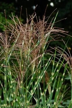 Zebra Grass - Miscanthus Sinensis 'Zebrinus' - 1 Gallon Pot -Garden Wisp Sales Store Miscanthus Zebra Grass 15 1