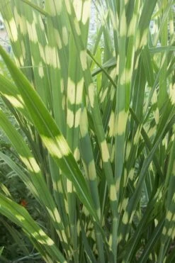 Zebra Grass - Miscanthus Sinensis 'Zebrinus' - 6 Pack Of 1 Gallon Pots 10 Zebra Grass - Miscanthus Sinensis 'Zebrinus' - 6 Pack Of 1 Gallon Pots -Garden Wisp Sales Store Miscanthus Zebra Grass 500x750 3