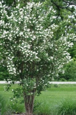 Mock Orange - Philadelphus X Virginalis - 3 Gallon Pot -Garden Wisp Sales Store Mock Orange 13