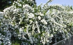 Mock Orange - Philadelphus X Virginalis - 3 Gallon Pot -Garden Wisp Sales Store Mock Orange Natchez 1