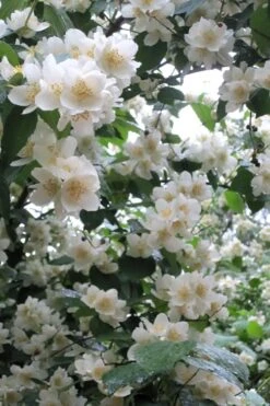 Mock Orange - Philadelphus X Virginalis - 3 Gallon Pot -Garden Wisp Sales Store Mock Orange Philadelphus 10
