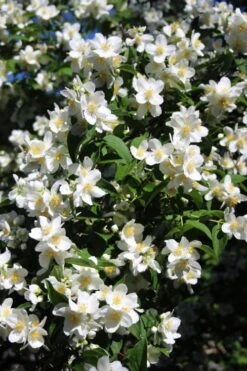 Mock Orange - Philadelphus X Virginalis - 3 Gallon Pot -Garden Wisp Sales Store Mock Orange Philadelphus 8