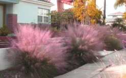 Pink Muhly Grass (Cotton Candy Grass) - 1 Gallon Pot (On Sale) 17 Pink Muhly Grass (Cotton Candy Grass) - 1 Gallon Pot (On Sale) -Garden Wisp Sales Store Muhly Grass Pink 112