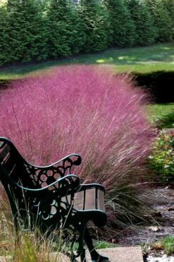 Pink Muhly Grass - Cotton Candy Grass - 1 Gallon Pot -Garden Wisp Sales Store Muhly Grass Pink 200 2