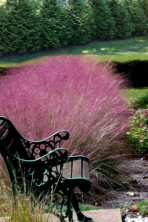 Pink Muhly Grass (Cotton Candy Grass) - 1 Gallon Pot (On Sale) 6 Pink Muhly Grass (Cotton Candy Grass) - 1 Gallon Pot (On Sale) - Image 6