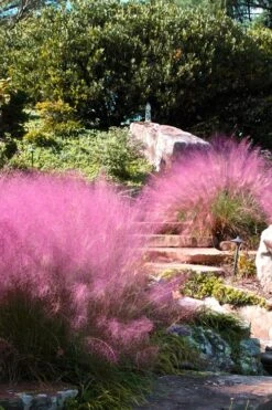 Pink Muhly Grass (Cotton Candy Grass) - 1 Gallon Pot (On Sale) 15 Pink Muhly Grass (Cotton Candy Grass) - 1 Gallon Pot (On Sale) -Garden Wisp Sales Store Muhly Grass Pink 202