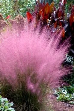 Pink Muhly Grass - Cotton Candy Grass - 3 Gallon Pot -Garden Wisp Sales Store Muhly Grass Pink 204 1