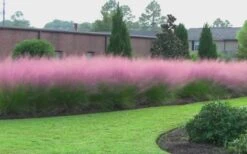 Pink Muhly Grass - Cotton Candy Grass - 1 Gallon Pot -Garden Wisp Sales Store Muhly Grass Pink 70 2