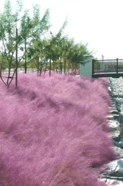 Pink Muhly Grass - Cotton Candy Grass - 1 Gallon Pot -Garden Wisp Sales Store Muhly Grass Pink 77 2