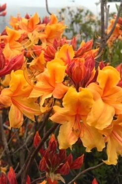 Four Kings Aromi Azalea (Rhododendron Hybrid) - 1 Gallon Pot -Garden Wisp Sales Store Native Azalea Four Kings 8