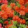 Great Balls Of Fire Aromi Azalea (Rhododendron) - 3 Gallon Pot