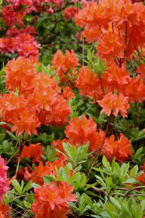 Great Balls Of Fire Aromi Azalea (Rhododendron) - 3 Gallon Pot 1 Great Balls Of Fire Aromi Azalea (Rhododendron) - 3 Gallon Pot