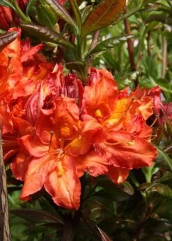 Mary Poppins Azalea (Rhododendron) - 5 Gallon Pot -Garden Wisp Sales Store Native Azalea Mary Poppins 5
