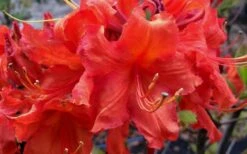 Robert E. Lee Native Azalea (Rhododendron) - 1 Gallon Pot -Garden Wisp Sales Store Native Azalea Robert E Lee 2