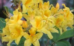 Sunny Side Up Aromi Azalea (Rhododendron Hybrid) - 1 Gallon Pot -Garden Wisp Sales Store Native Azalea Sunny Side Up 5