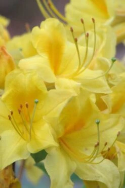 Sunny Side Up Aromi Azalea (Rhododendron Hybrid) - 1 Gallon Pot -Garden Wisp Sales Store Native Azalea Sunny Side Up 6