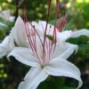 Sweet Azalea (Rhododendron Arborescens) - 1 Gallon Pot