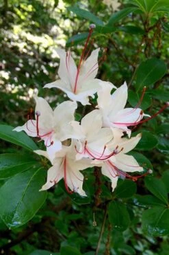 Sweet Azalea (Rhododendron Arborescens) - 1 Gallon Pot 8 Sweet Azalea (Rhododendron Arborescens) - 1 Gallon Pot -Garden Wisp Sales Store Native Azalea Sweet 2