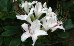 Sweet Azalea (Rhododendron Arborescens) - 1 Gallon Pot 9 Sweet Azalea (Rhododendron Arborescens) - 1 Gallon Pot -Garden Wisp Sales Store Native Azalea Sweet 4