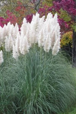 White Pampas Grass - 3 Gallon Pot 14 White Pampas Grass - 3 Gallon Pot -Garden Wisp Sales Store Pampas Grass White 11