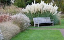 White Pampas Grass - 3 Gallon Pot 15 White Pampas Grass - 3 Gallon Pot -Garden Wisp Sales Store Pampas Grass White 6
