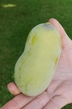 Paw Paw Tree - Asimina Triloba - 7 Gallon Pot -Garden Wisp Sales Store Paw Paw Tree 10