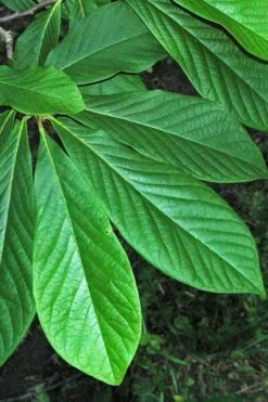 Paw Paw Tree - Asimina Triloba - 7 Gallon Pot -Garden Wisp Sales Store Paw Paw Tree 11
