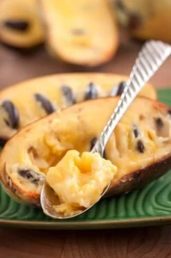 Paw Paw Tree - Asimina Triloba - 7 Gallon Pot