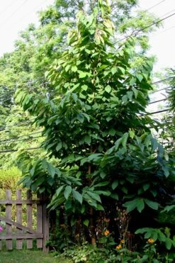 Paw Paw Tree - Asimina Triloba - 2 Gallon Pot -Garden Wisp Sales Store Paw Paw Tree 2 1