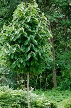 Paw Paw Tree - Asimina Triloba - 7 Gallon Pot -Garden Wisp Sales Store Paw Paw Tree 4