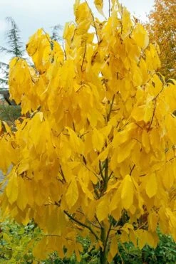 Paw Paw Tree - Asimina Triloba - 7 Gallon Pot -Garden Wisp Sales Store Paw Paw Tree 7