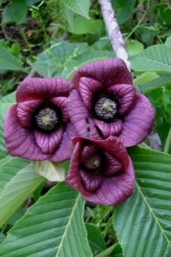 Paw Paw Tree - Asimina Triloba - 7 Gallon Pot -Garden Wisp Sales Store Paw Paw Tree Flowers 1