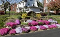Drummond's Pink Creeping Phlox - 6 Pack Of 1 Gallon Pots -Garden Wisp Sales Store Phlox Drummonds Pink 11